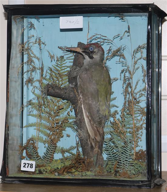 A Victorian taxidermic woodpecker